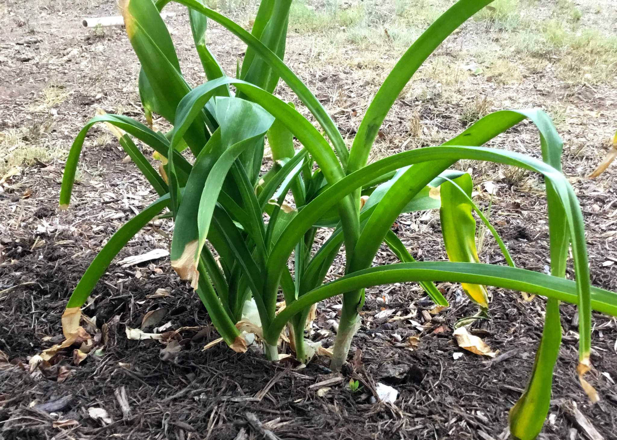 Why are hydrangeas turning green?