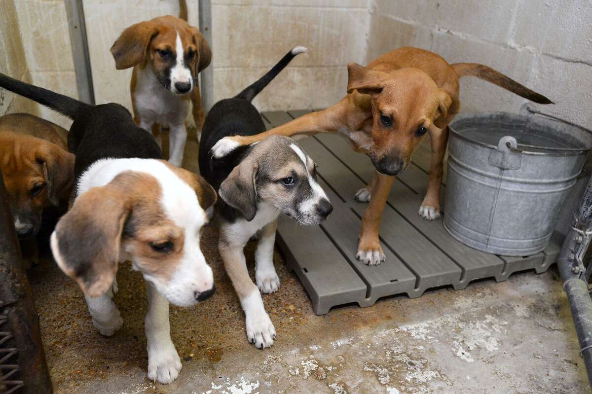 A litter of puppies at Vidor Animal Control. The shelter will have an adoption event Saturday from 8 a.m. to noon. The adoption fee for dogs is $10 with a $15 rabies vaccine required for dogs over four months old. Photo taken Friday 7/20/18 Ryan Pelham/The Enterprise
