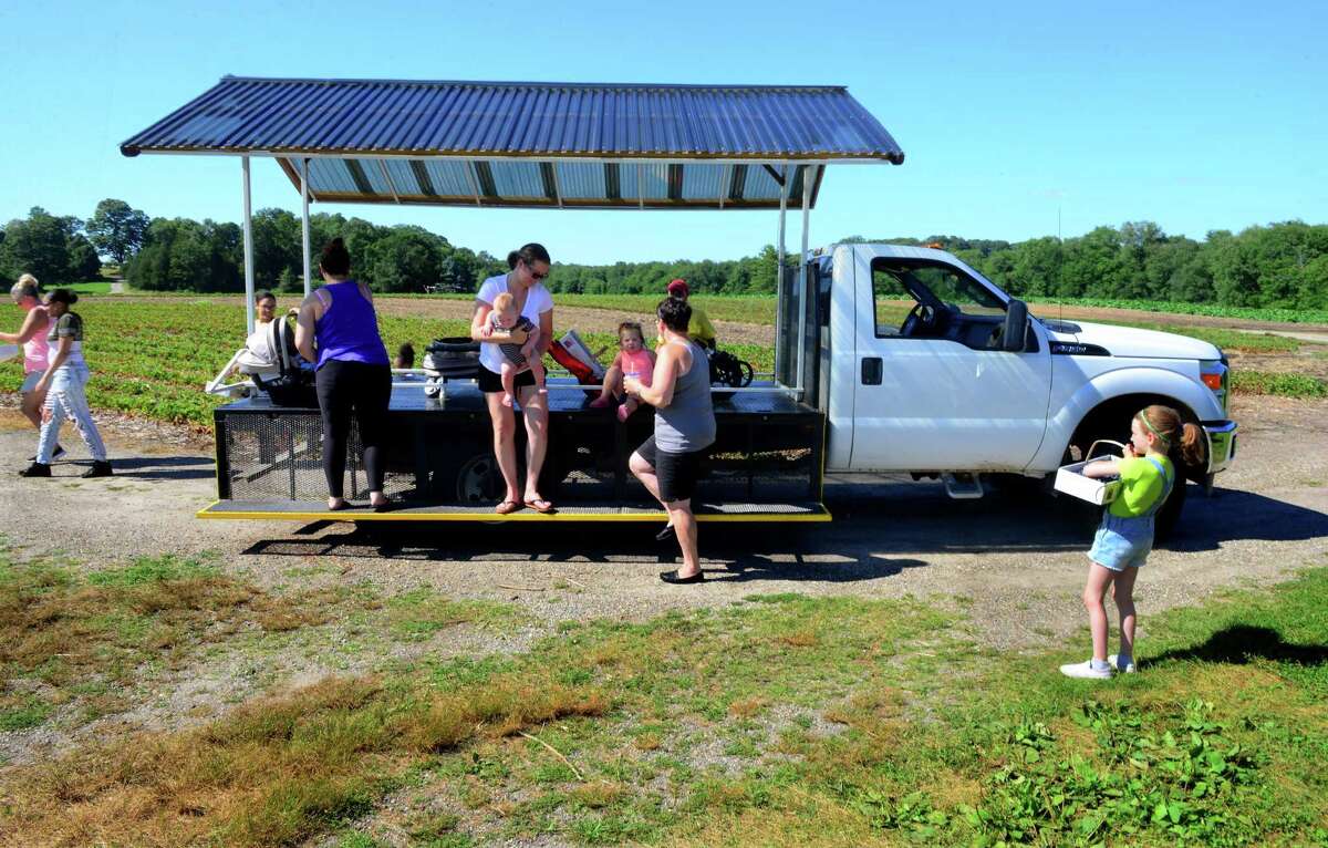 Area residents love Shelton’s Jones Farm blueberries