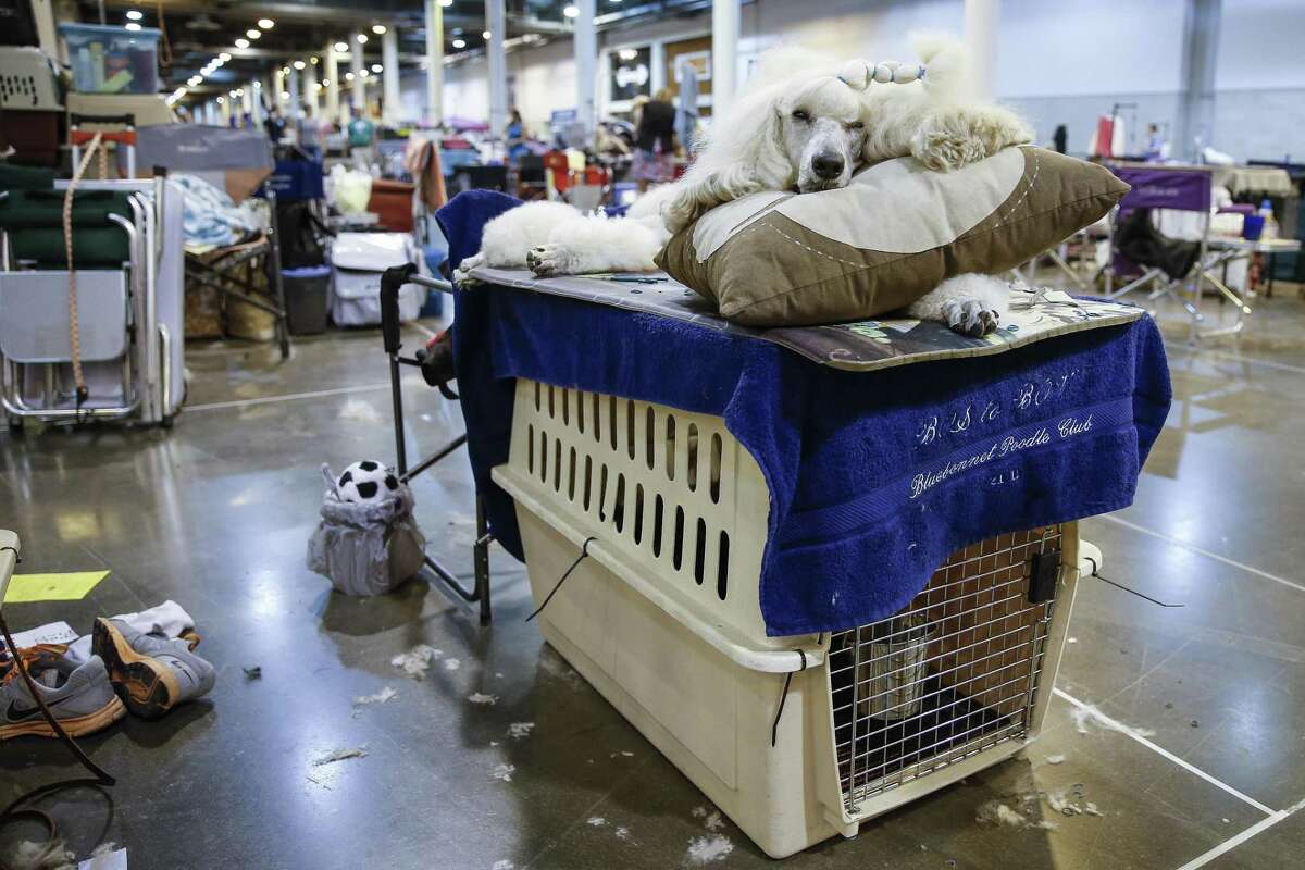 Houston dog show draws 40,000 fans