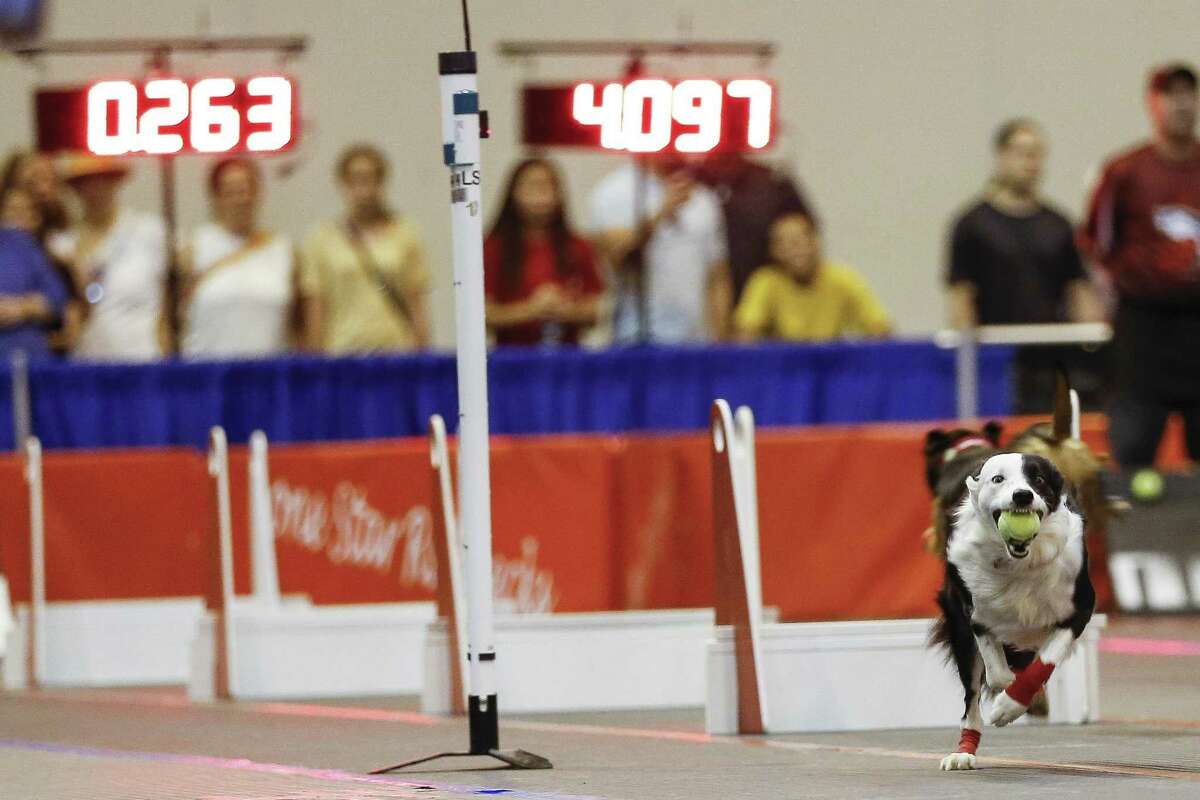 Houston dog show draws 40,000 fans