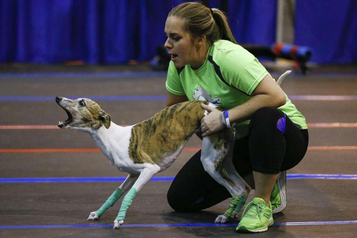 Houston dog show draws 40,000 fans