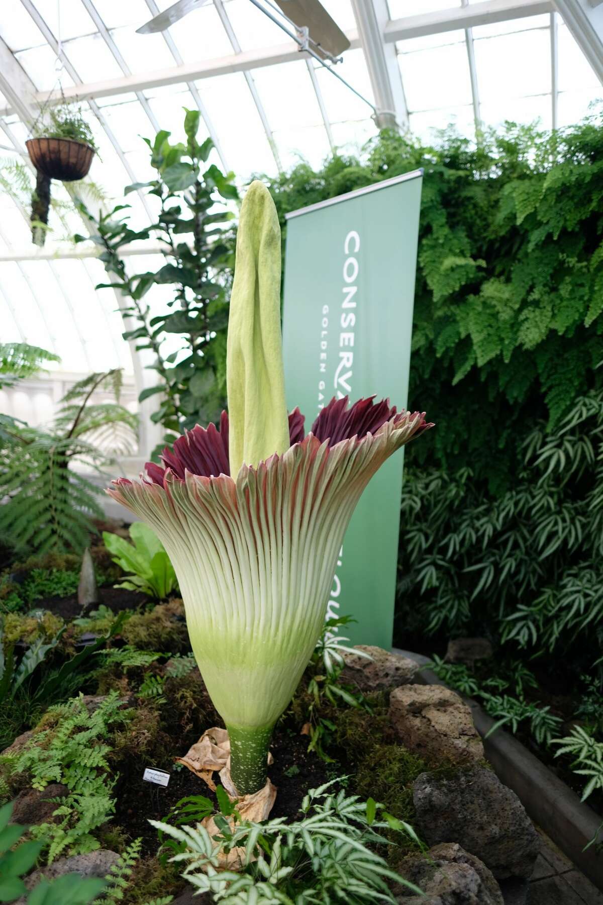 Smelly corpse flower in bloom at the Conservatory of Flowers in San