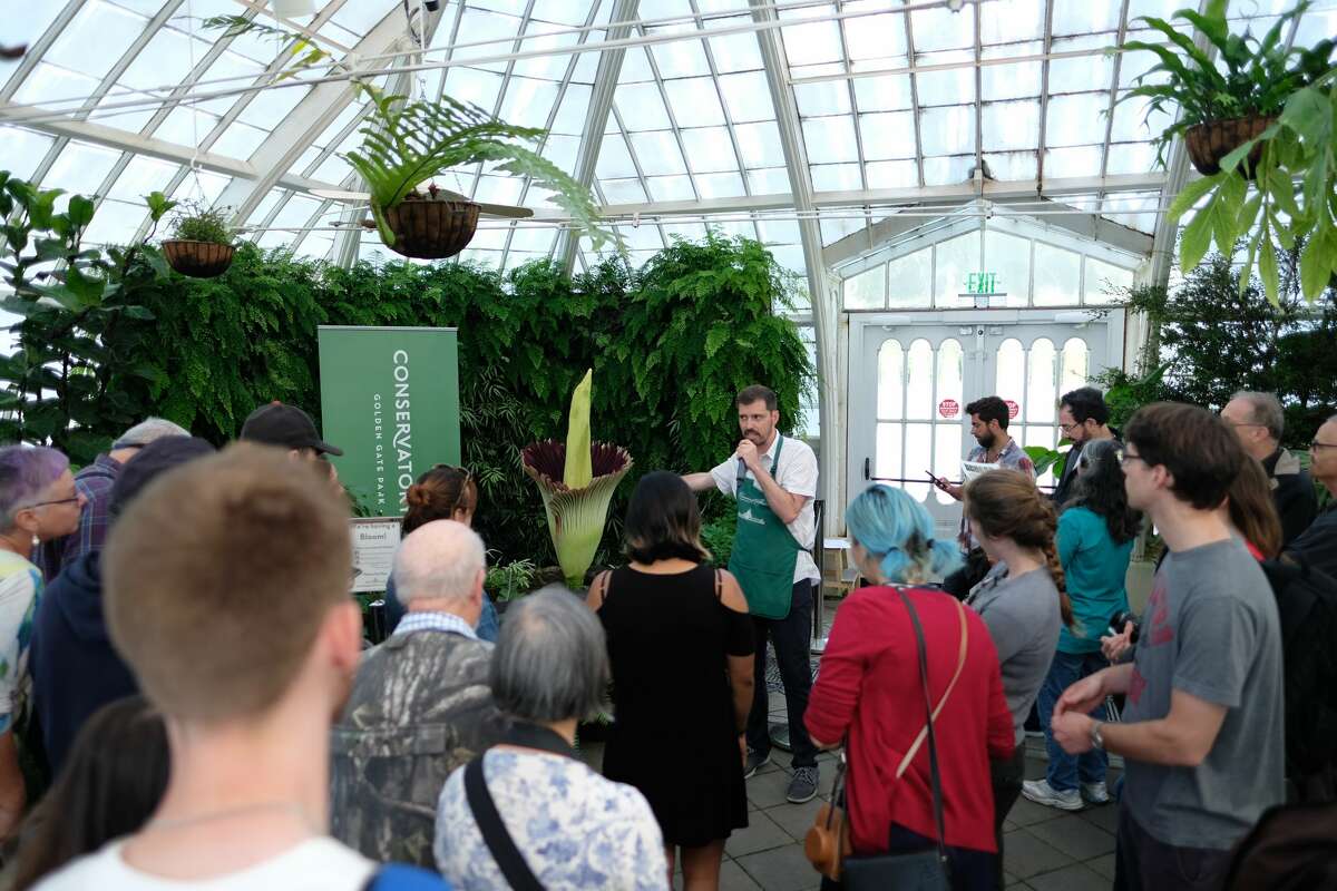 The corpse flower at San Francisco's Conservatory of Flowers reached its peak bloom Sunday, and visitors in the next few days will be able to experience — and smell — the flower in person.