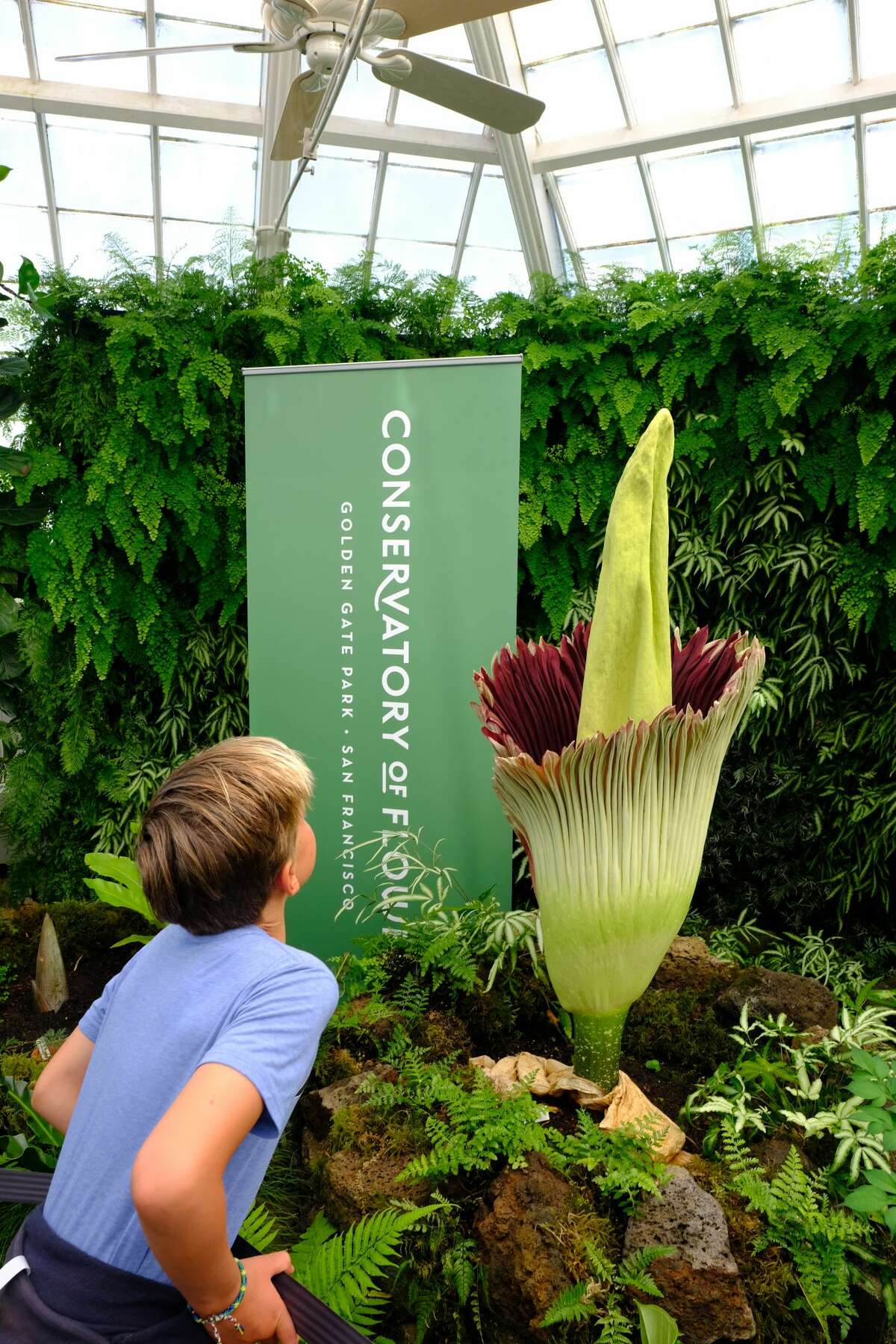 Smelly corpse flower in bloom at the Conservatory of Flowers in San