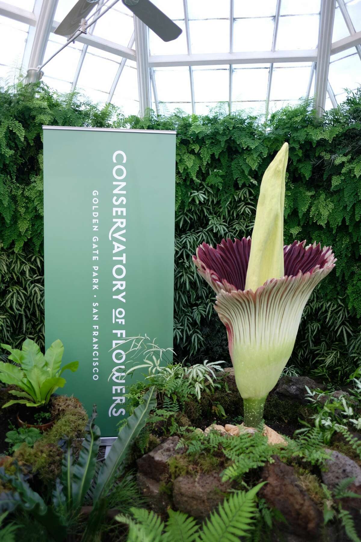 Smelly Corpse Flower In Bloom At The Conservatory Of Flowers In San ...