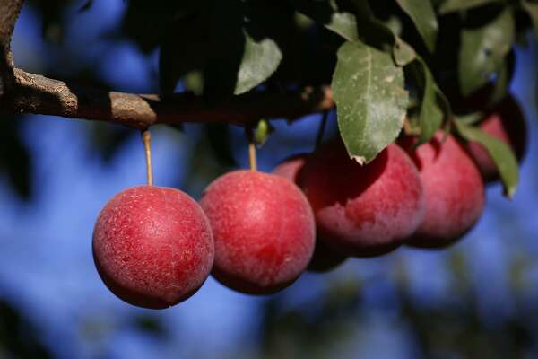 Plums And Cherries Marry Into A Delicious New Hybrid