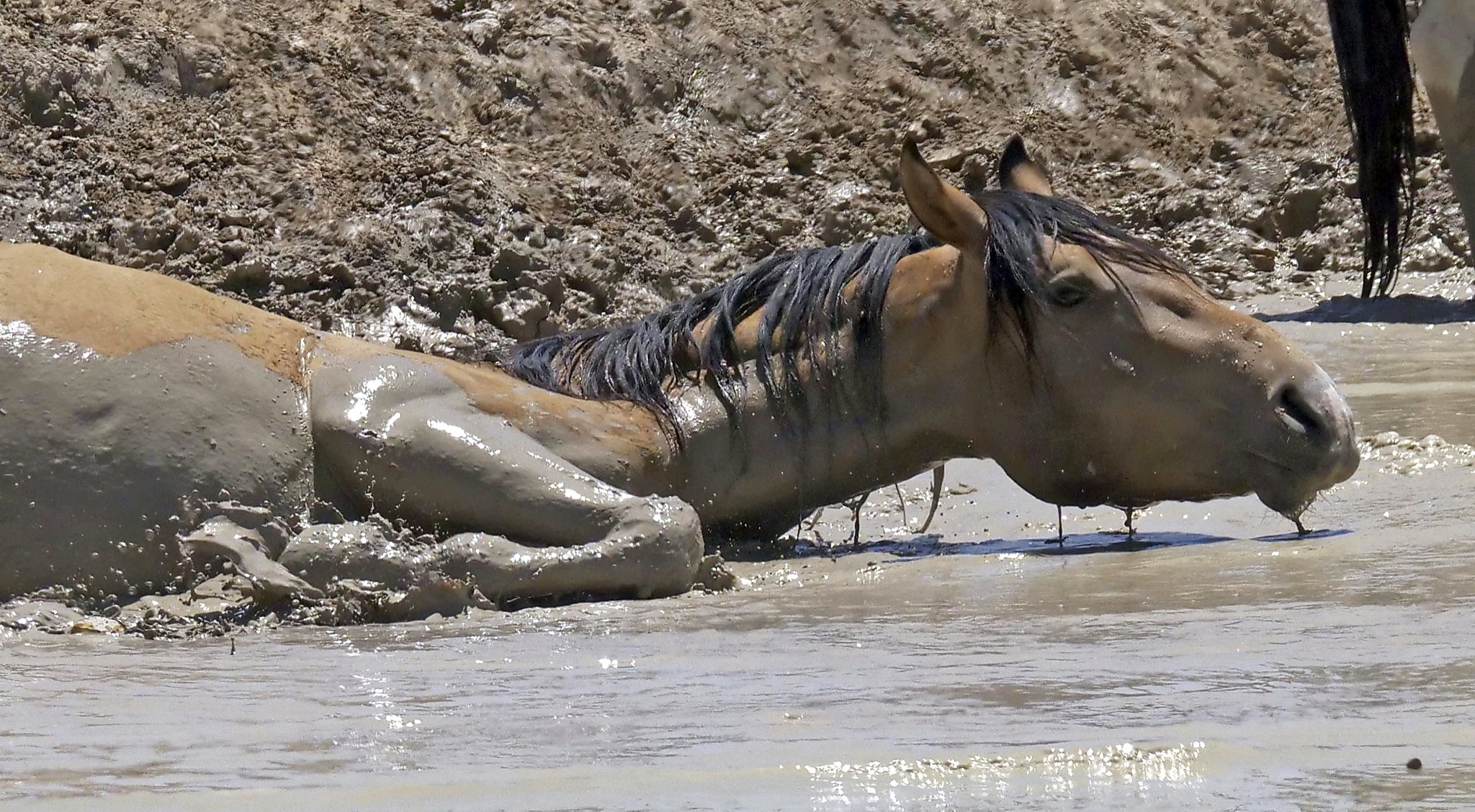 Emergency steps taken for wild horses during drought