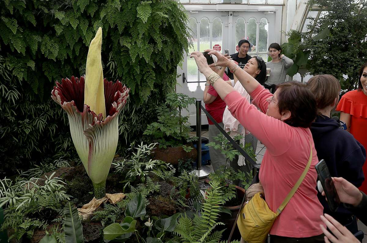The Amorphophallus bloom is seen at it's peak at the Conservatory of Flowers at Golden Gate Park on Monday, July 23, 2018 in San Francisco, Calif.