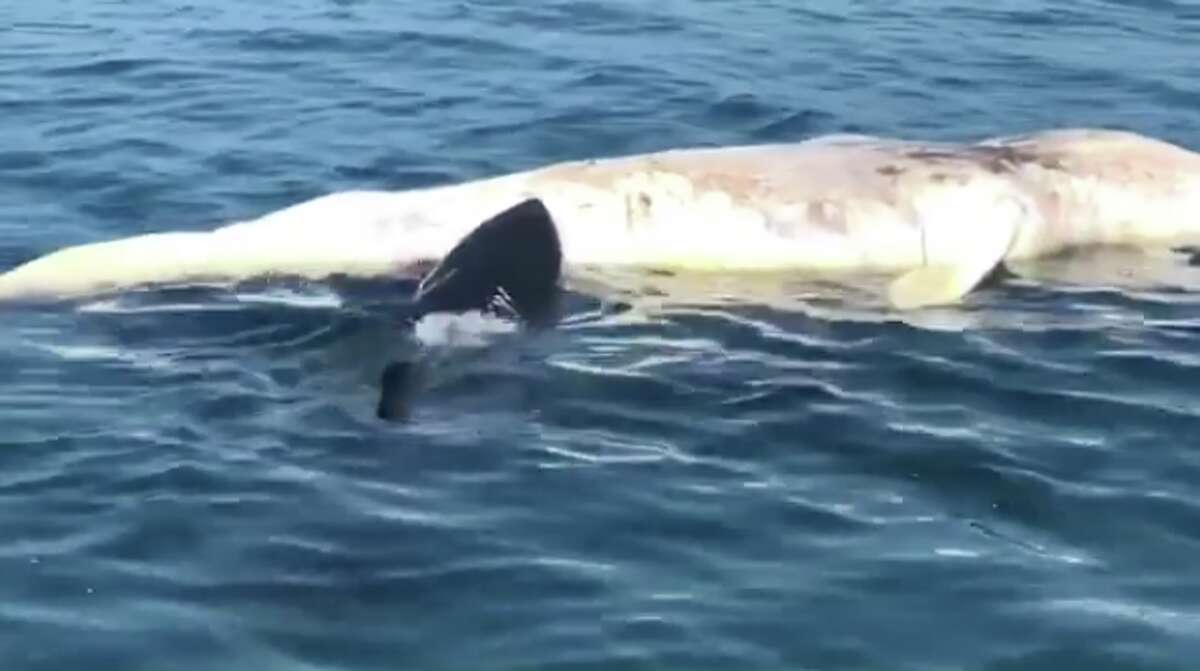 17-foot great white shark feasts on whale off California coast