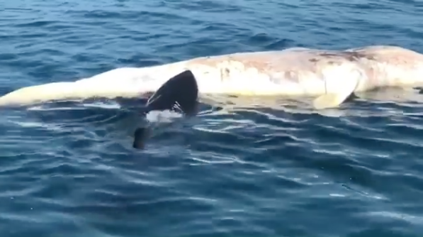 Rare soupfin shark caught and saved by Dana Point captain famous for  disentangling great white shark in surf line – Orange County Register