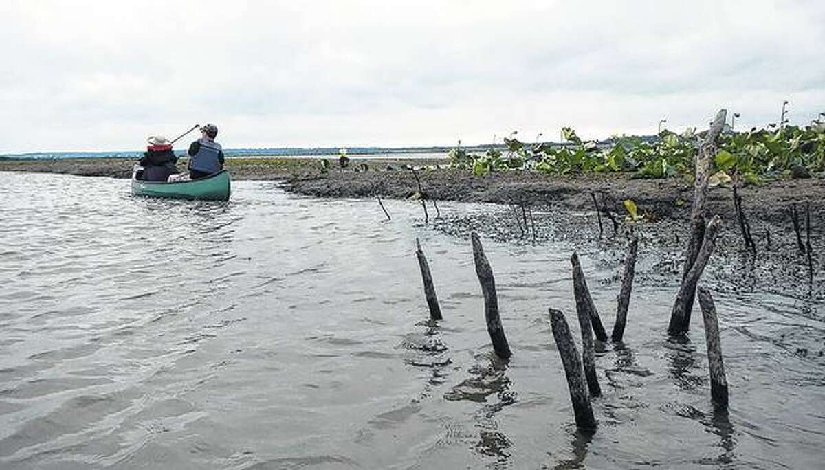 Water levels at Flag Lake at The Nature Conservancy's Emiquon Preserve are the lowest they have been for many years. Acres of mudflats have been exposed and many long-dormant plants have germinated this summer providing a unique habitat for many birds and aquatic life.