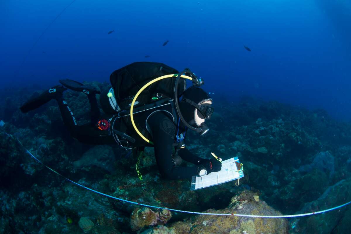 The transect lines are used to assess a variety of aspects regarding the reef. This researcher is conducting a fish survey as she swims along the transect line.
