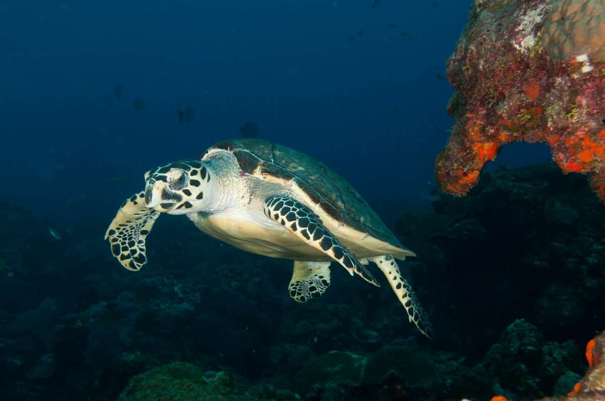 Hawksbill turtle is one of two turtle species that calls Flower Garden Banks National Marine Sanctuary home during part of its life.