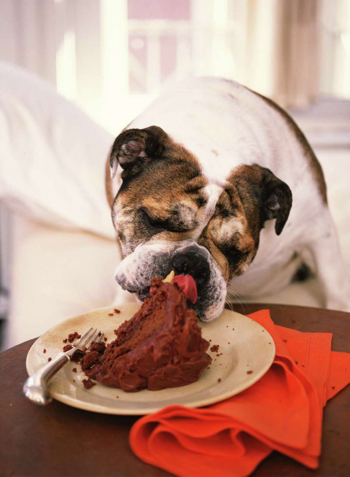 dog eats chocolate cake