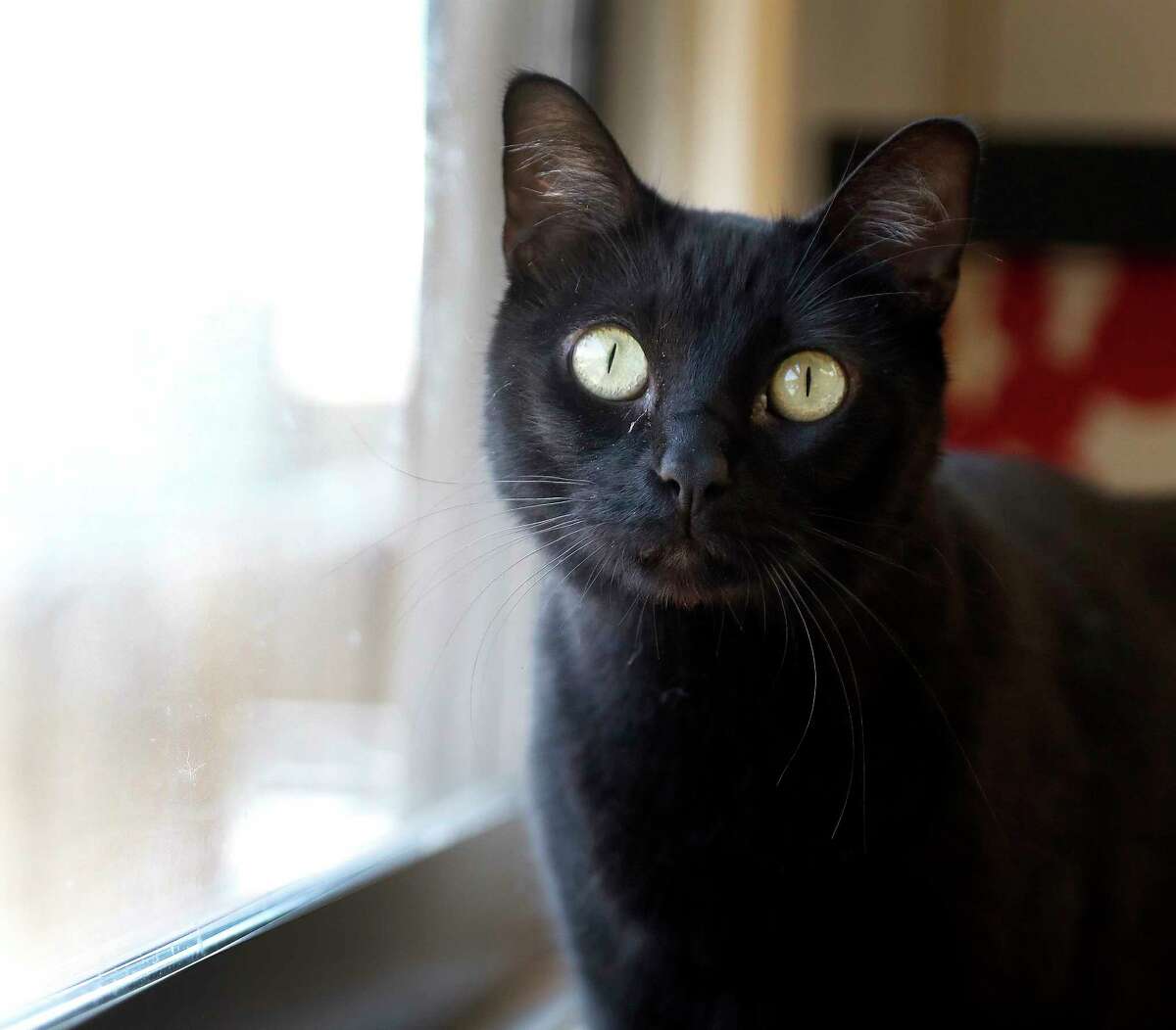 Why black cats are harder to adopt