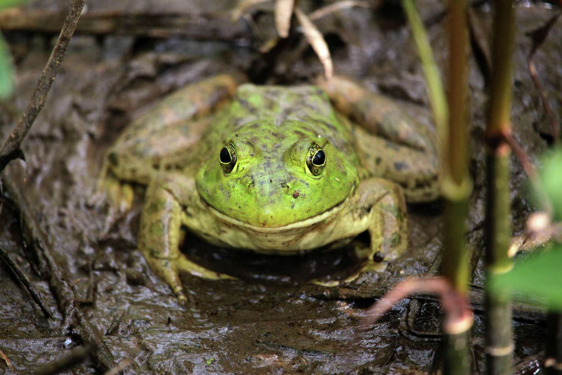 Bullfrog rattle outlets sound