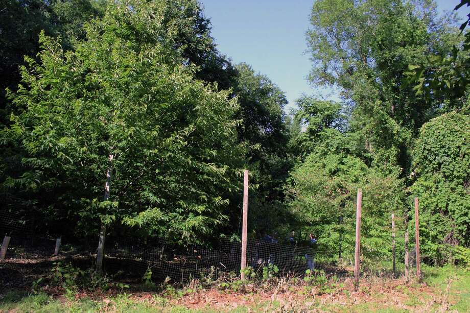 American Chestnut Trees Make Comeback In Fairfield