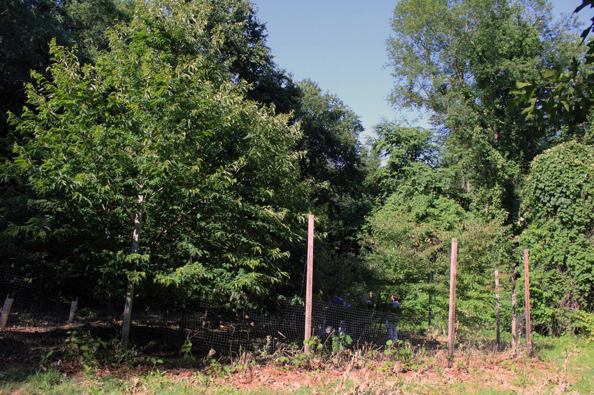 American chestnut trees make comeback in Fairfield