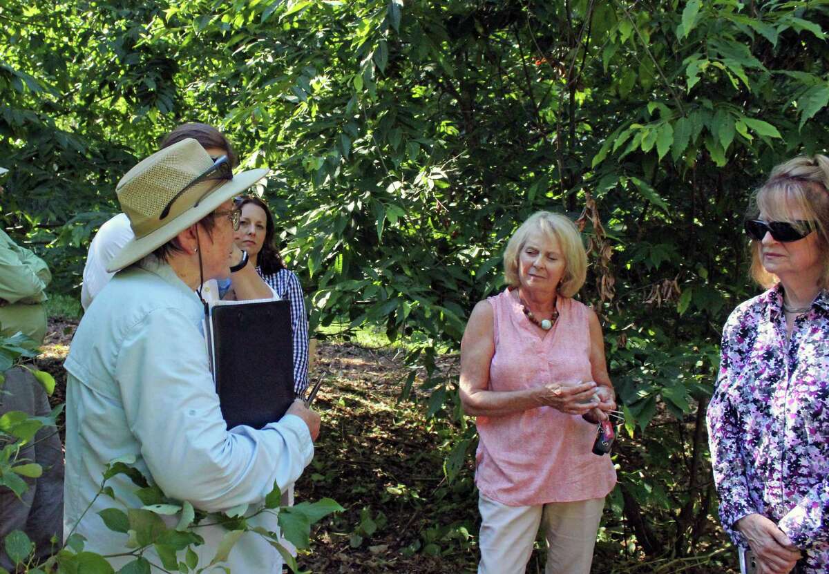 Sandra Anagnostakis, in hat, talks with members of the Fairfield Garden Club about the health of the American chestnut trees they planted in 2012.