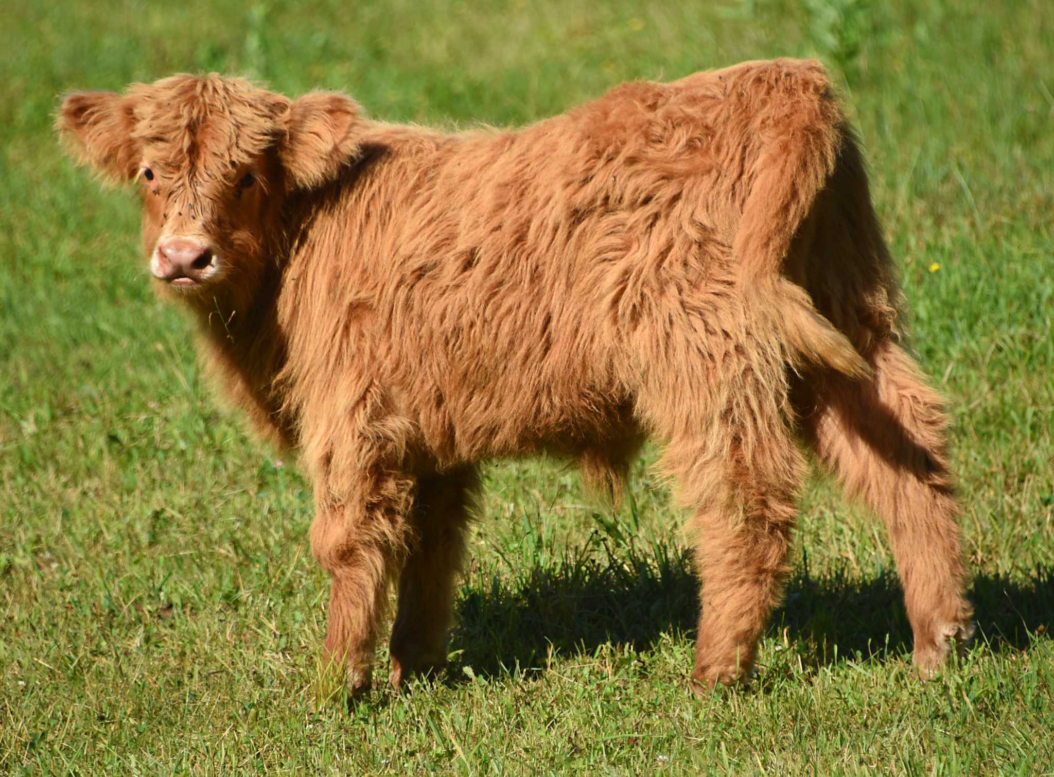 Staycation: Visit with barnyard animals at these Capital Region farms ...