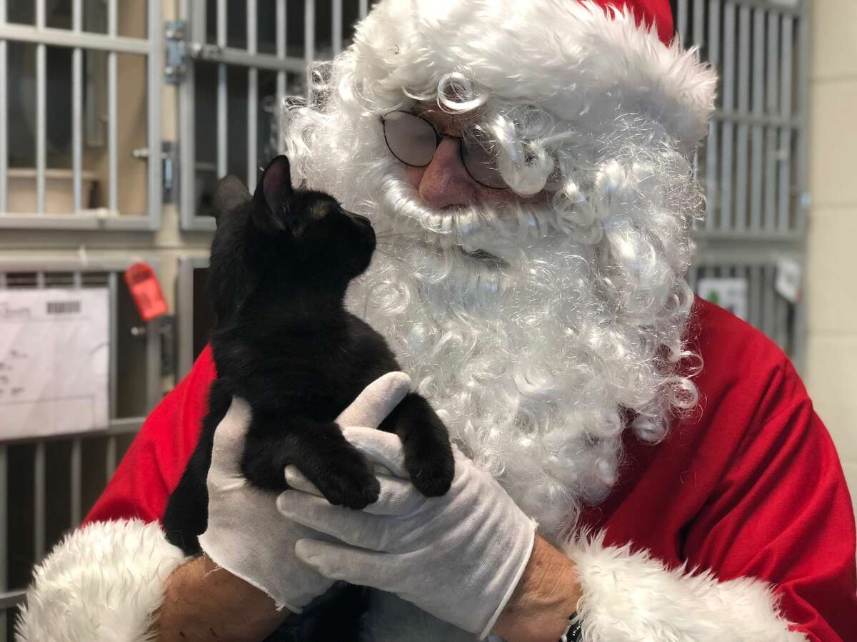 Christmas In July (Harris County Animal Shelter)