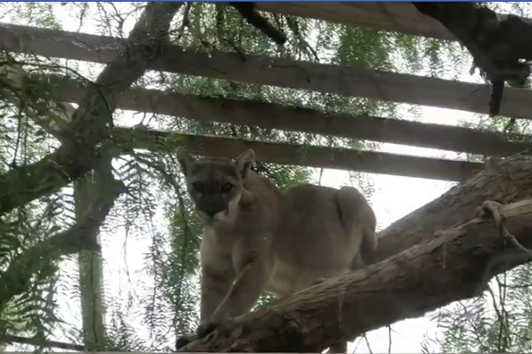 do mountain lions eat hawks