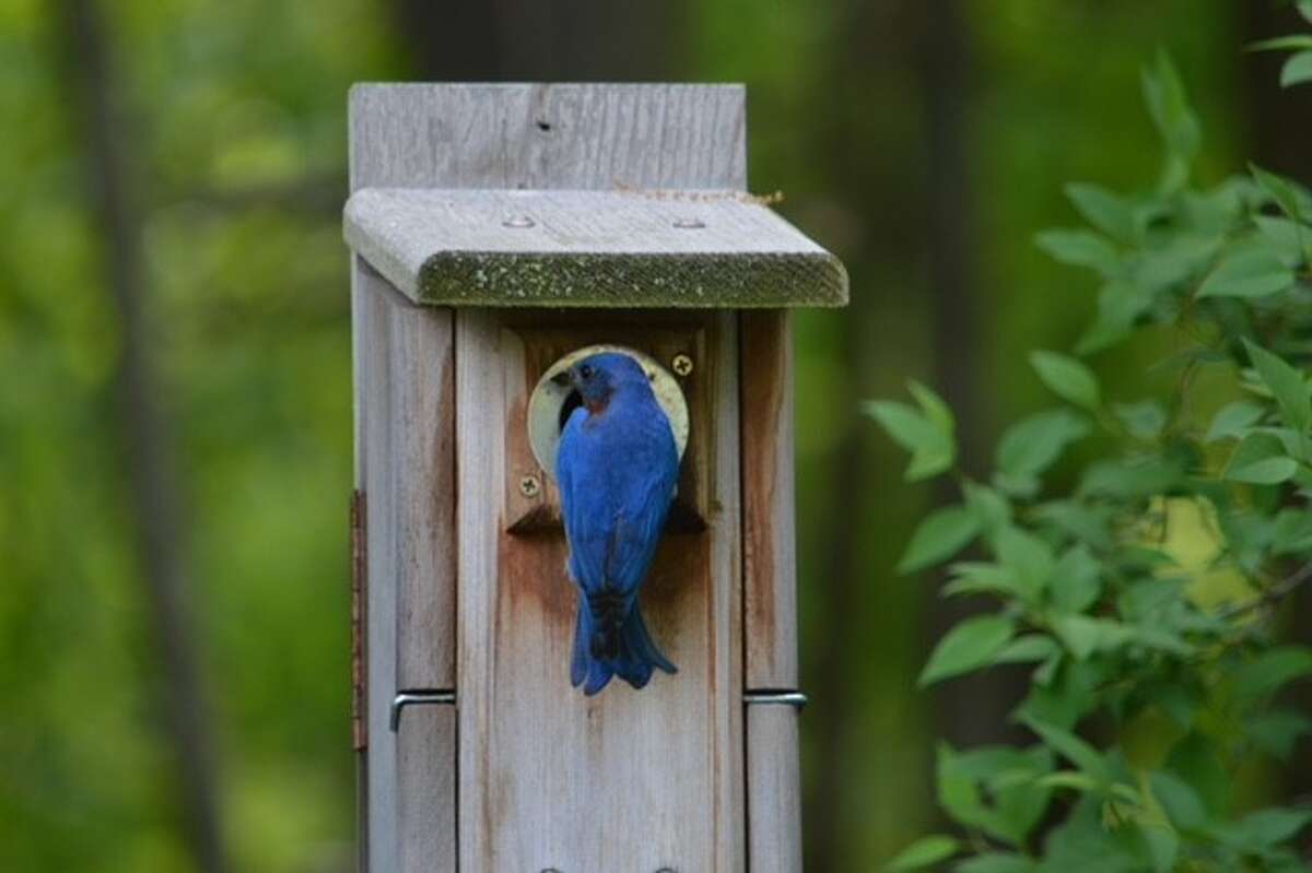 In Lori McKone's backyard in Clifton Park, papa bluebird brings mealworms for the little ones.