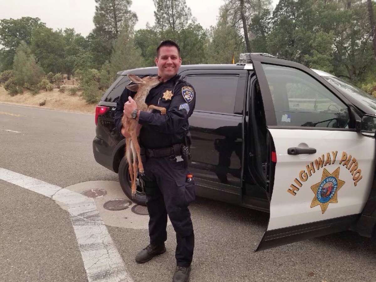The California Highway Patrol shared a photo of Sgt. Dave Fawson, the officer who rescued a fawn from inside the Carr Fire line on July 28, 2018.