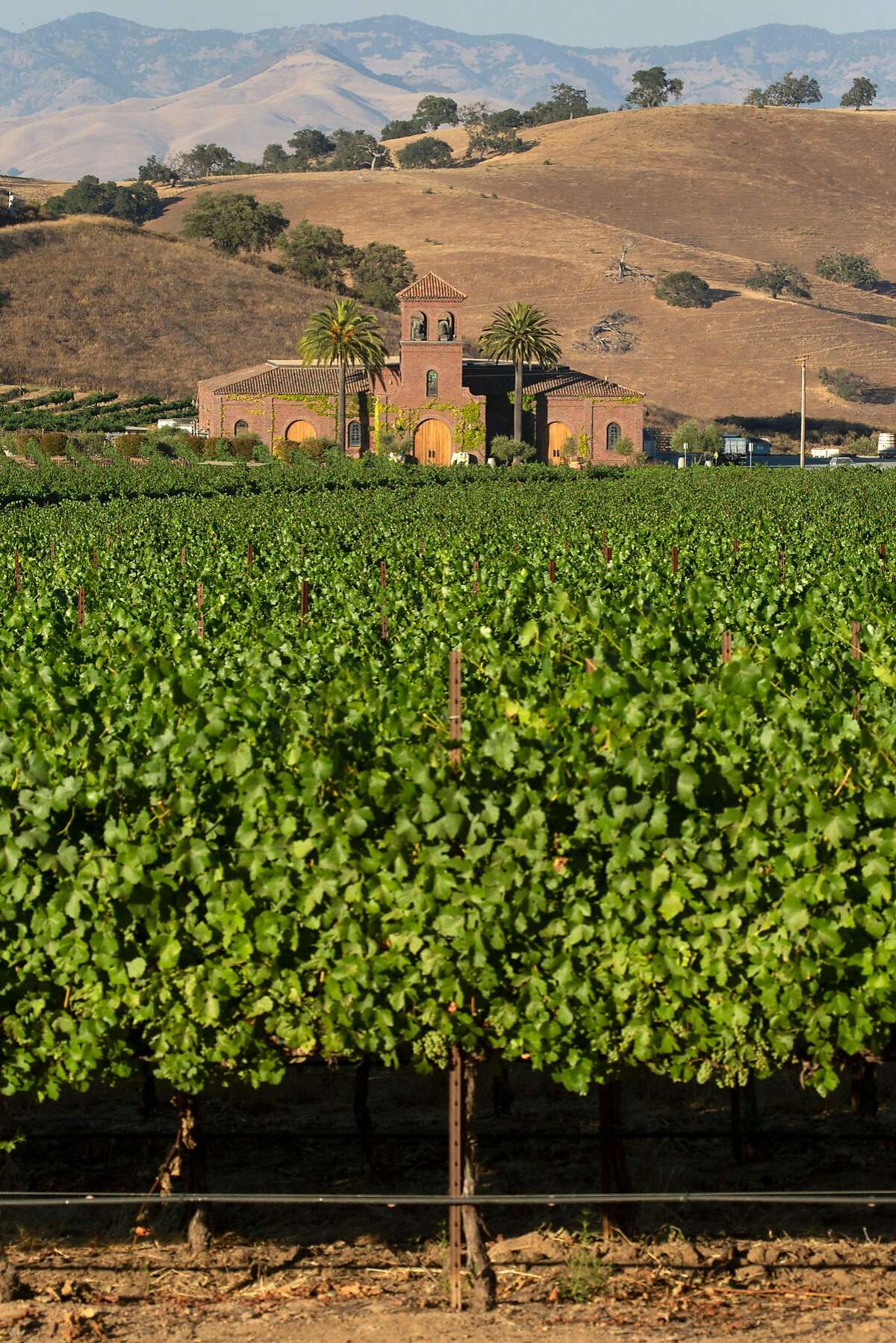 Eden Rift in Hollister, the vineyard that unearthed a hidden California