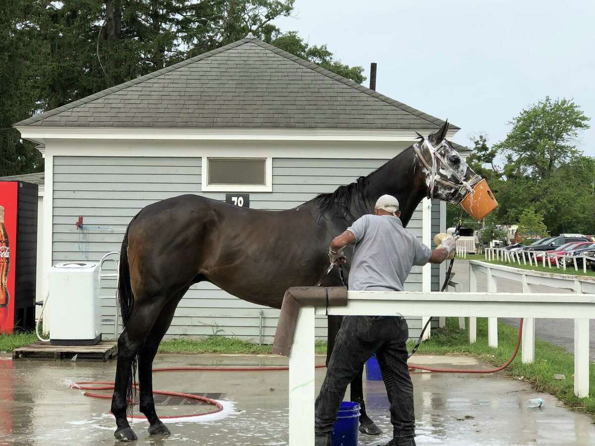 No, the bucket is not covering this horse's mouth because it tells bad jokes or complains about the food. The reason for the closed mouth is so the groom that is bathing the thoroughbed does not get bitten during the process. It was working on Monday morning on the Oklahoma Training Track, the tenth day of the Saratoga race meet. (Tim Wilkin / Times Union)