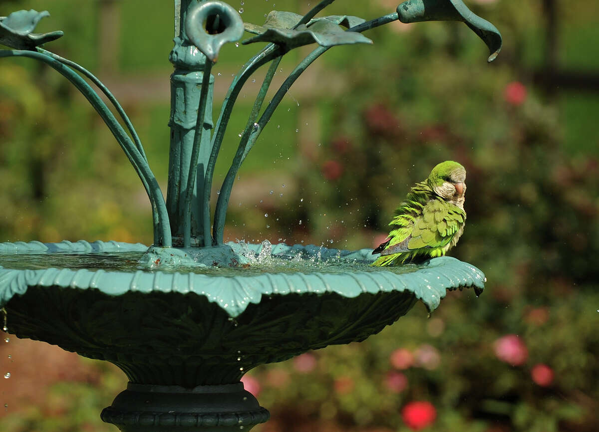 A monk parakeet keeps cool perched on the fountain in the rose garden at Boothe Park in Stratford, Conn. on Tuesday, July,31, 2018. 