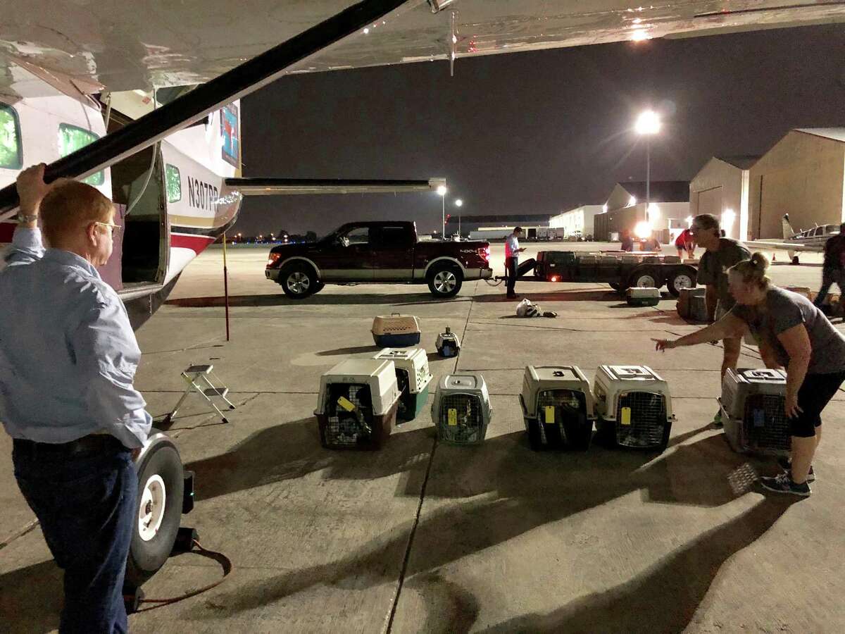 Dr. Peter Rork, pilot and co-founder of Dog is my CoPilot, watches San Antonio Pets Alive! staff members and volunteers prepare to put more than 40 former stray dogs on his Cessna bound for Idaho and awaiting adopters.
