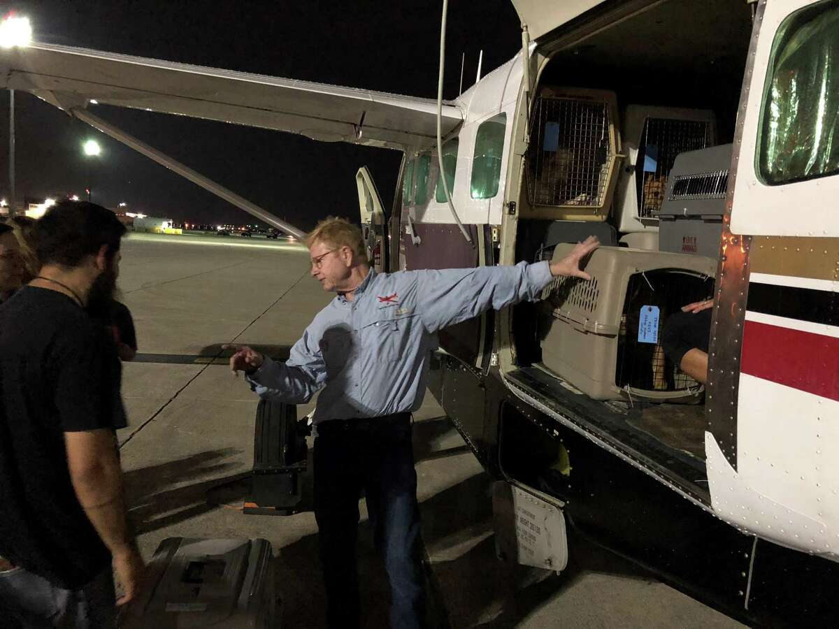 Dr. Peter Rork, pilot and co-founder of Dog is my CoPilot, coordinates with San Antonio Pets Alive! staff members and volunteers as they put more than 40 former stray dogs on his Cessna bound for Idaho and awaiting adopters.