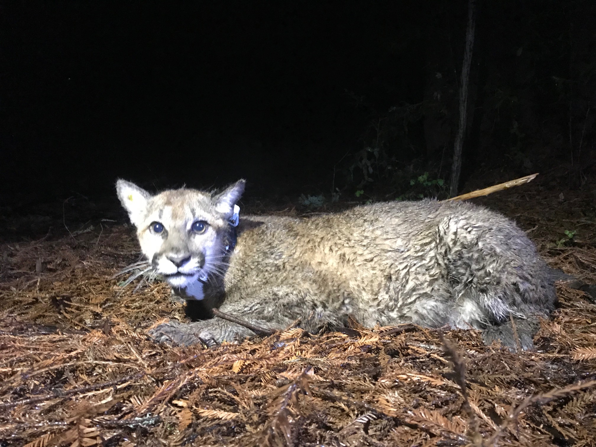 Famous mountain lion cub that survived North Bay fires killed with Fish ...