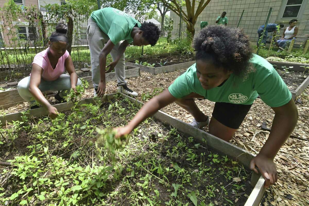 From left, Monay Whetsone, 18, T.J. Staton, 18, and Kamahria Troutman, 14, weed a garden box during the Solar Youth Green Jobs program in New Haven.
