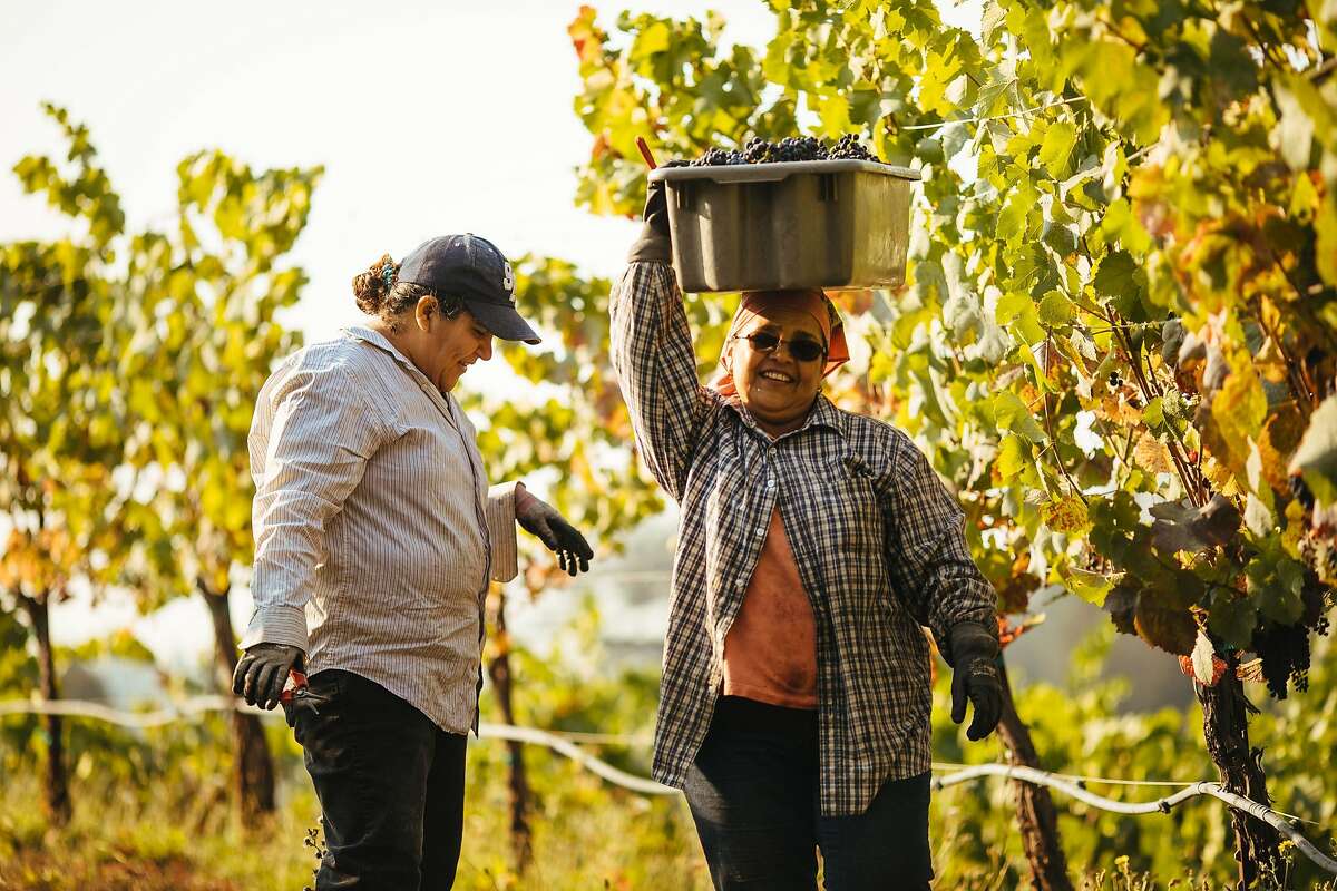Nuria Hernandez, left, and Maria Echavarria, share a laugh as they harvest grapes together at Porter Creek Vineyard in Healdsburg, Calif. Friday, September 1, 2017.