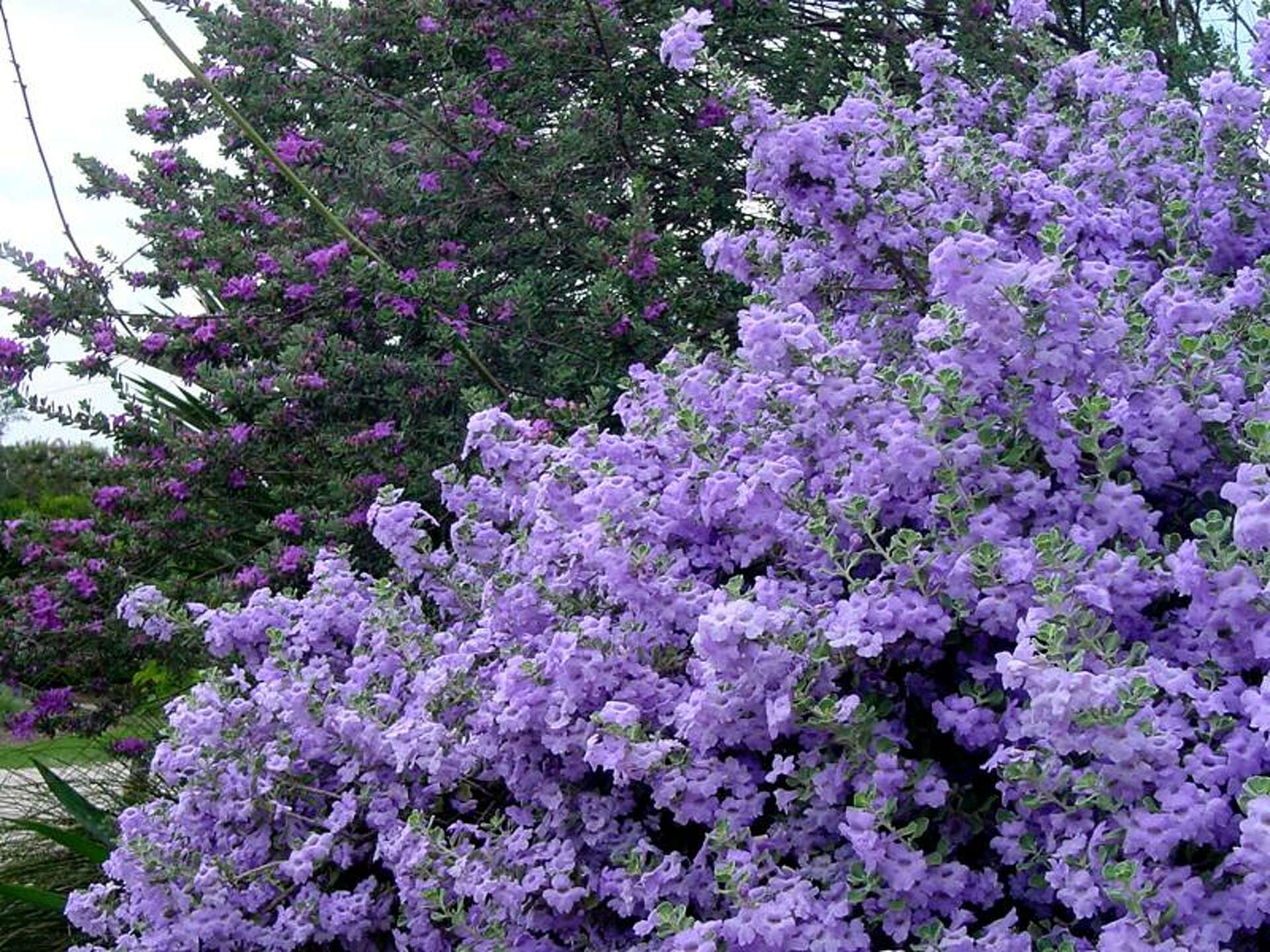 紫苑★ sama exclusive use Salvia greggii 'Mesa Azure' - Devil Mountain Wholesale Nursery