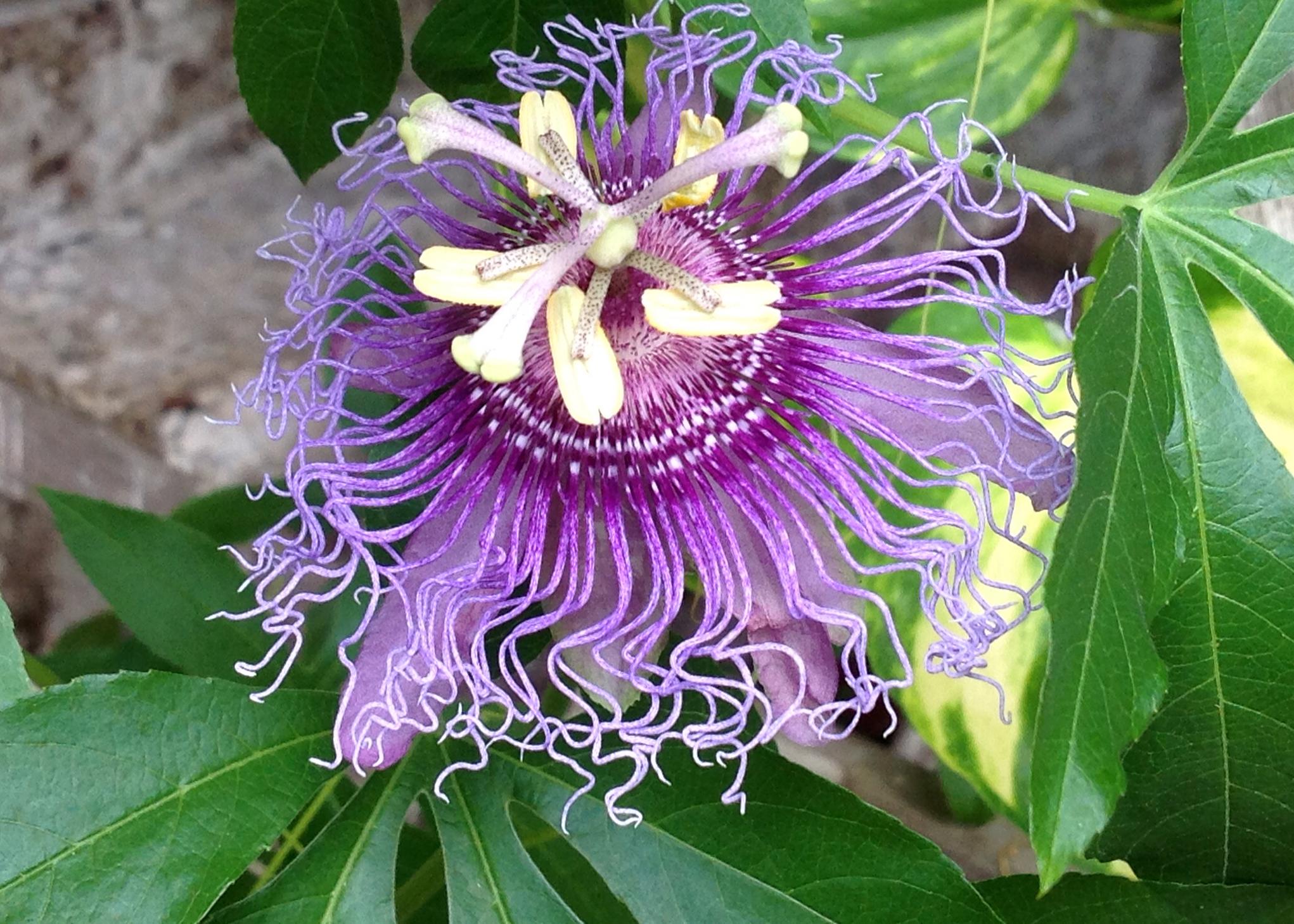 Zinnias need full sunlight to bloom