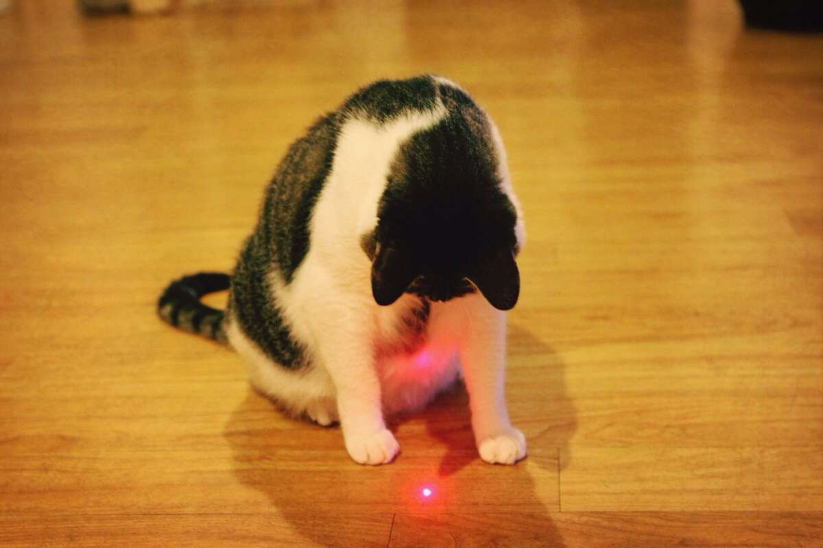 is playing with a laser bad for cats