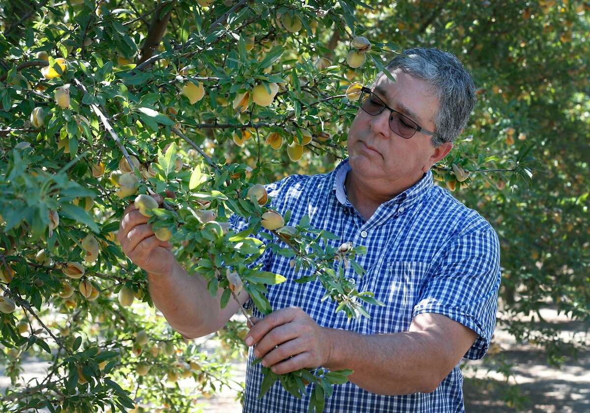 Jon Camacho inspects his crop of 1,300 almond trees on 10 acres of orchard at his farm in Ripon, Calif. on Wednesday, Aug. 1, 2018. Camacho, anticipating as much as 30,000 pounds of almonds in the upcoming harvest, is concerned that tariffs threatened by China in the trade dispute with the United States could affect his bottom line.