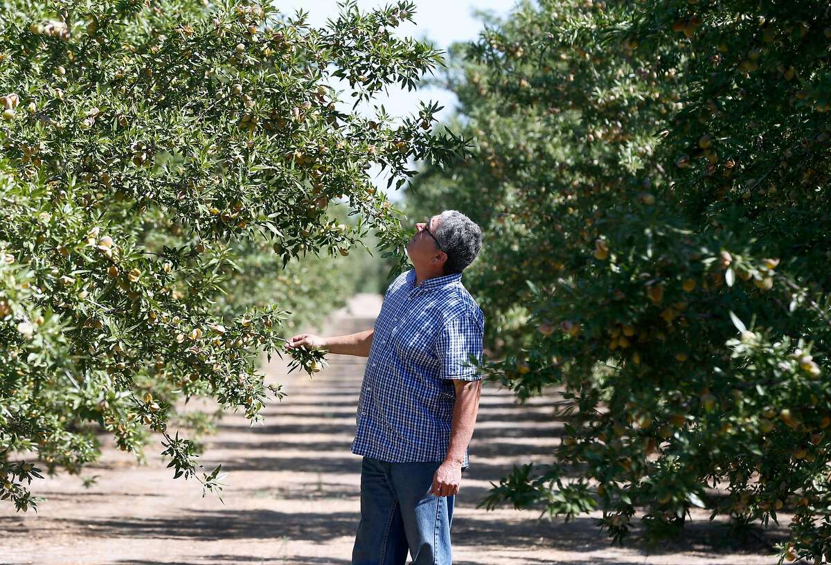 Jon Camacho inspects his crop of 1,300 almond trees on the 10 acre orchard at his farm in Ripon, Calif. on Wednesday, Aug. 1, 2018. Camacho, anticipating as much as 30,000 pounds of almonds in the upcoming harvest, is concerned that tariffs threatened by China in the trade dispute with the United States could affect his bottom line.