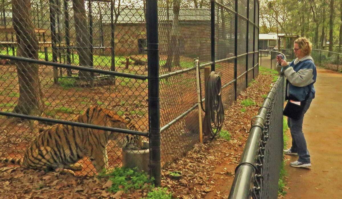 Sanctuary Rescues Pet Tigers, New Born Cub and Lions from Private Backyard  After Owner Dies - One Green Planet