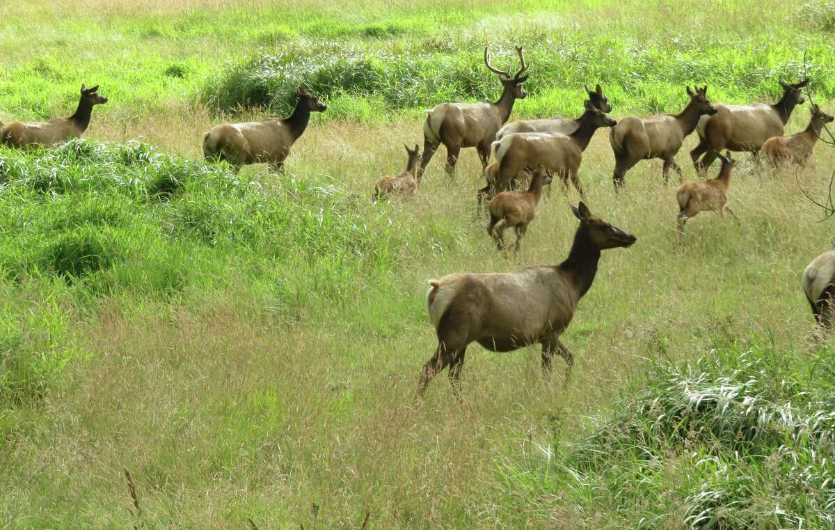 A herd of Roosevelt Elk at Redwood National Park in California. (Photo by Herb Terns)