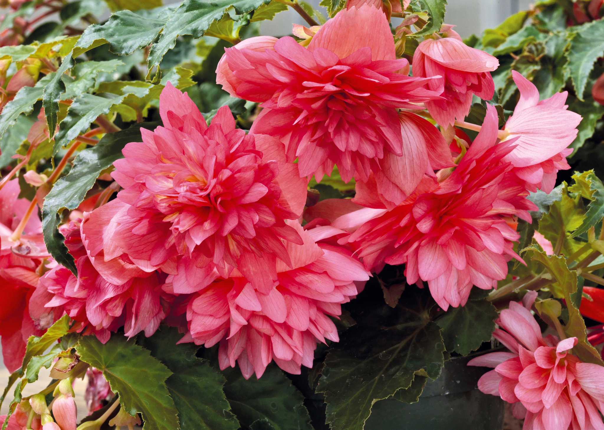 Funky Pink begonia cascades in color
