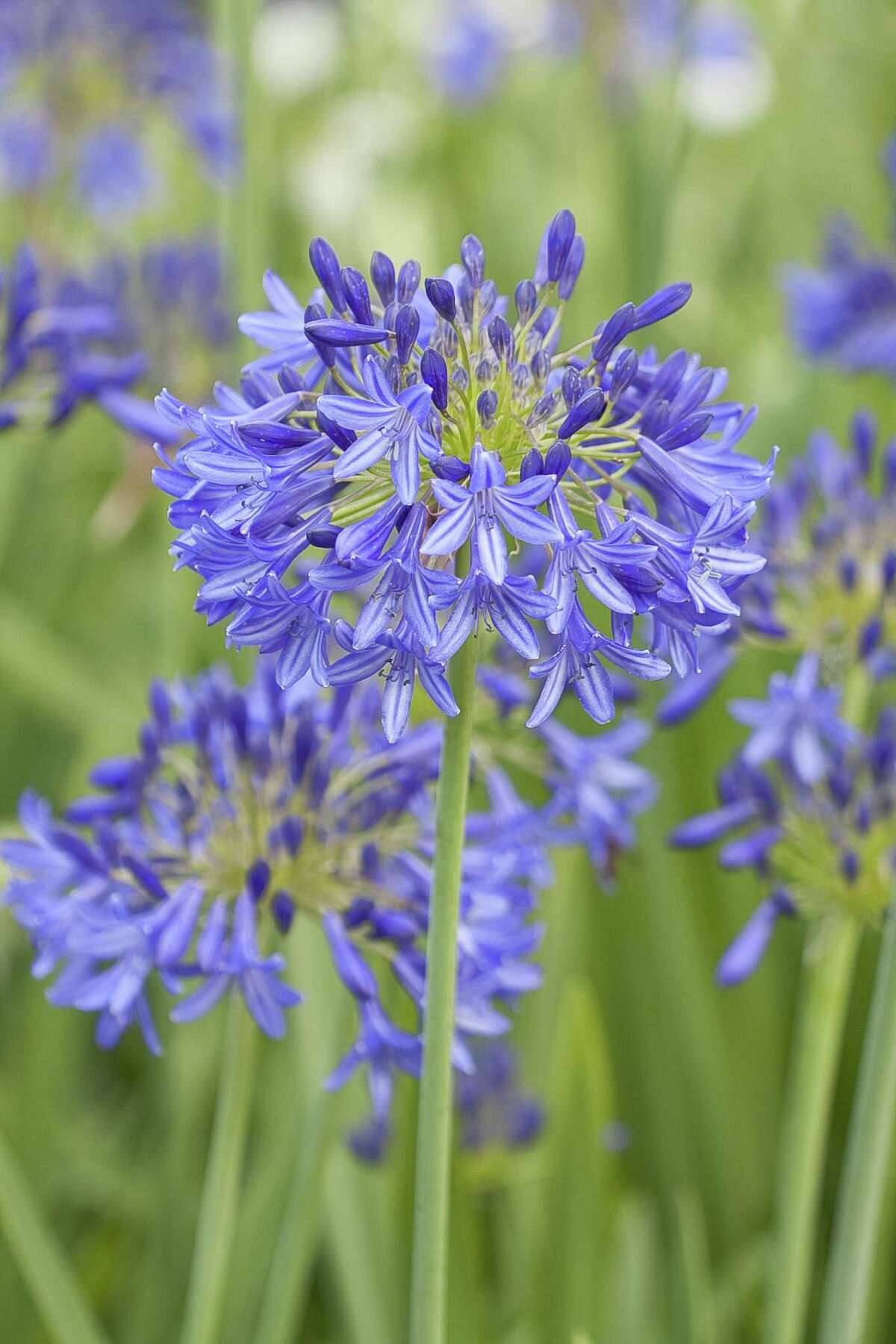 Agapanthus, or lily of the Nile, blooms with a soft blue burst of flowers.
