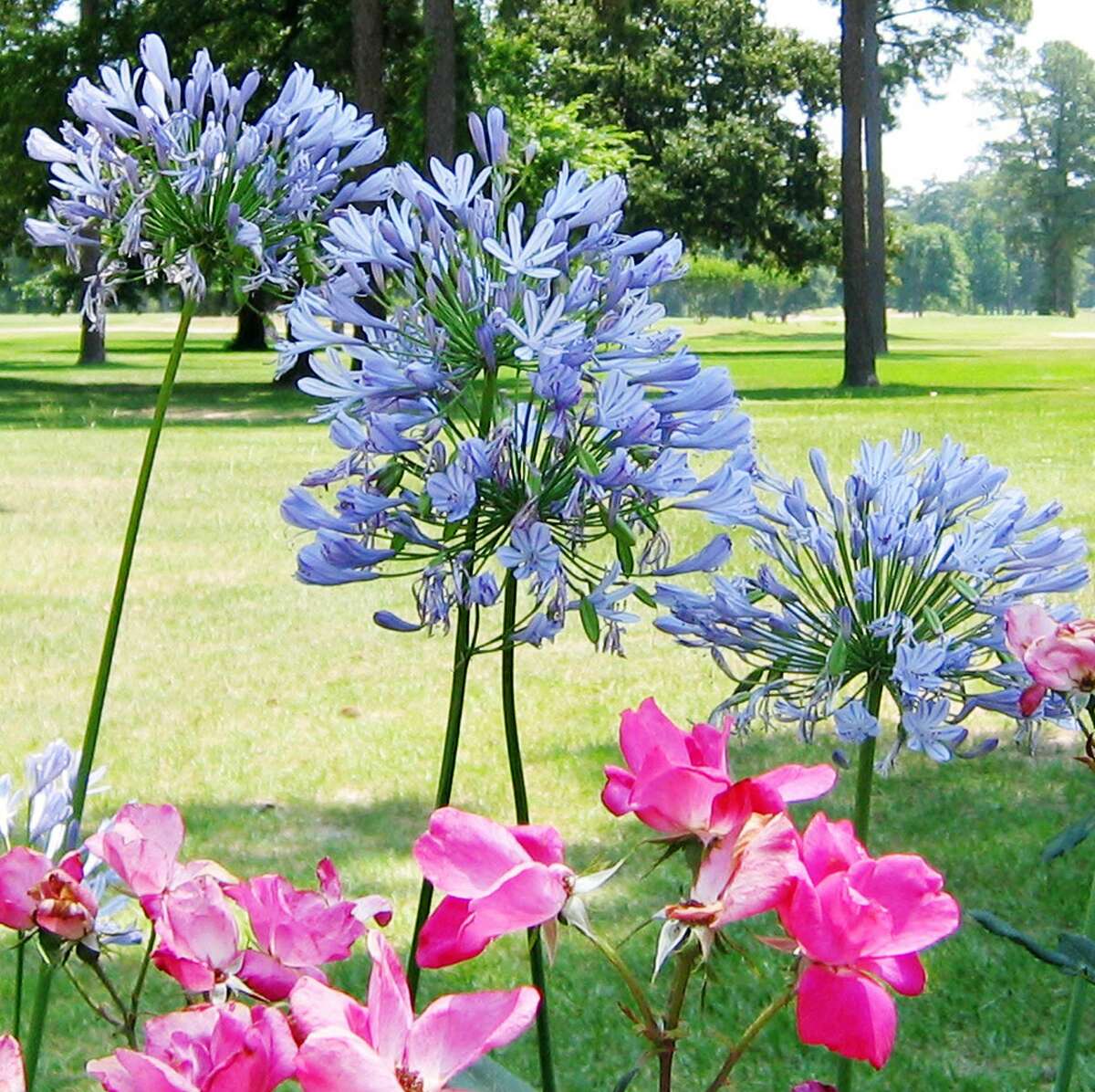 Agapanthus, or lily-of-the-Nile, needs excellent drainage. It won’t bloom if overwatered.