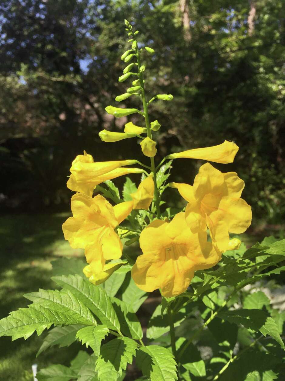 Here’s gardening advice for your esperanza bush