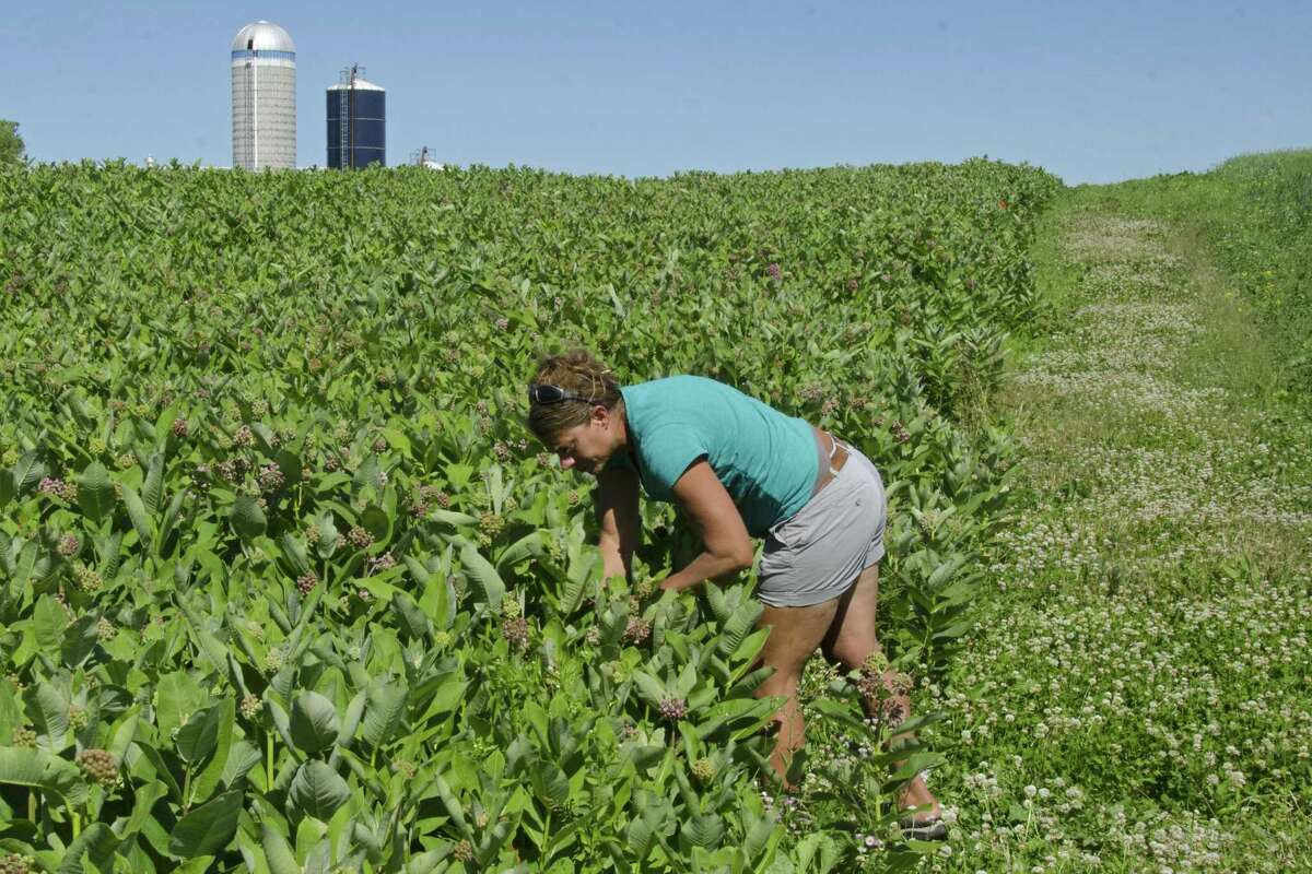 Farmers Find A Way To Turn A Profit Off Milkweed, For The Sake Of The ...