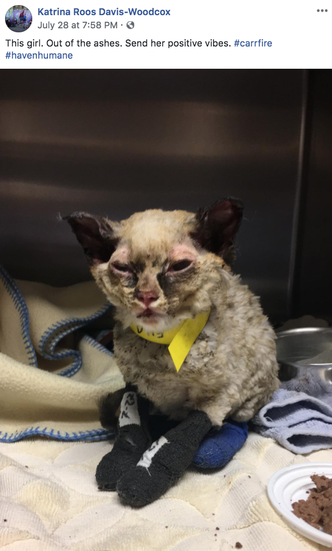'Small Fry,' kitten burned in Carr Fire, touches a community
